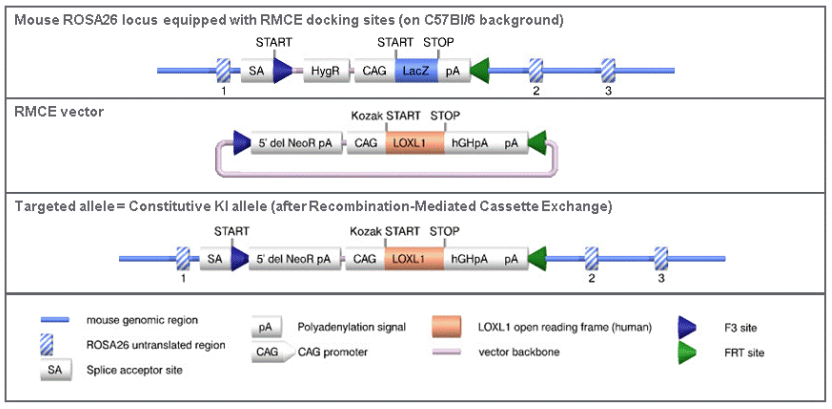 LOXL1 - Model 16669 - TTG Alleles
