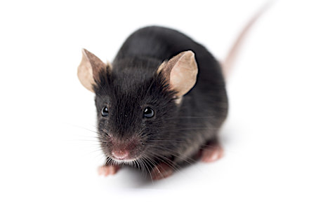 hTFRC Mouse | Taconic Biosciences