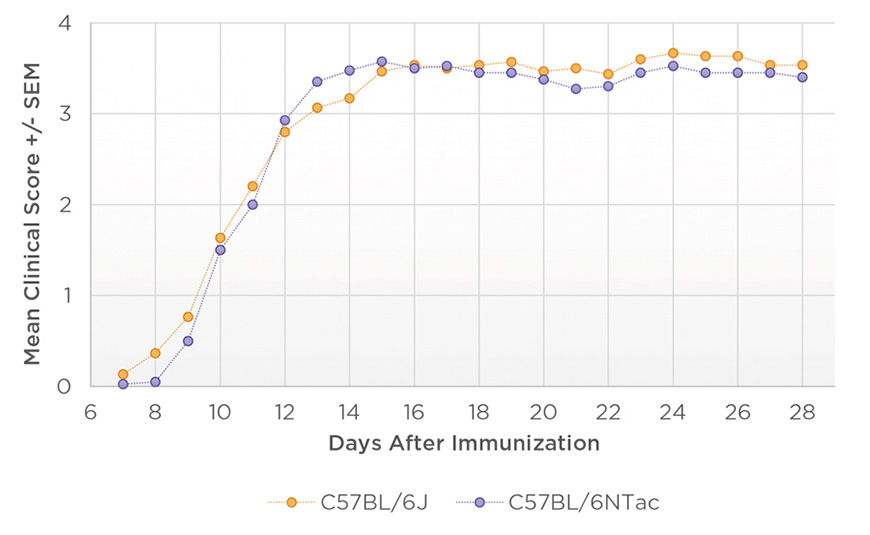 Age and sex matched Black 6 mice used in active immunization study using MOG and CFA