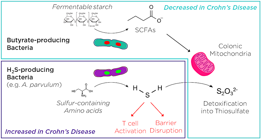 A. parvulum linked to reduced mitochondrial hydrogen sulfide detoxification in Crohn's disease