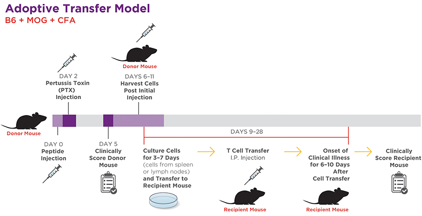 Adoptive Transfer EAE Mouse Models