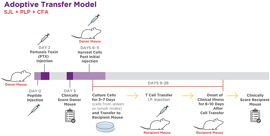 Adoptive Transfer EAE Mouse Models