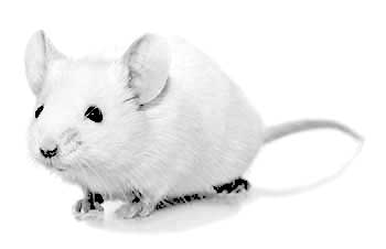 Albino Mouse