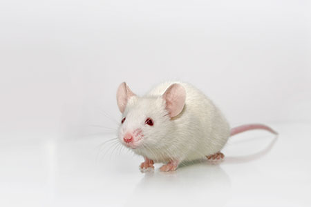 Albino Mouse