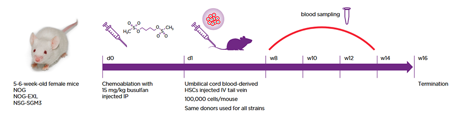 Figure 1: All strains were humanized via the same protocol and with the same HSC donors.