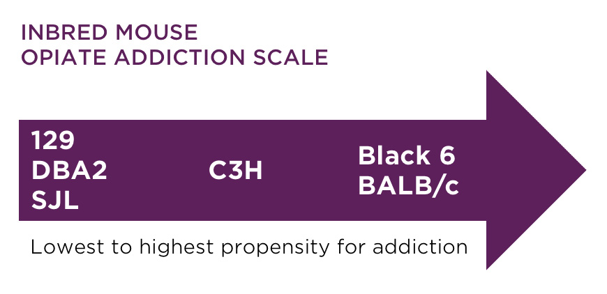 Animal Models of Addiction and the Opioid Crisis