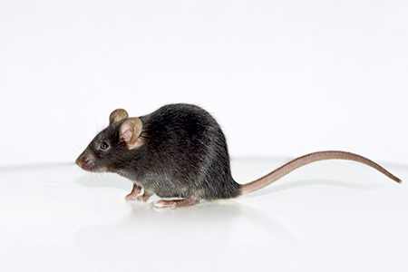 Investigations Tauopathies with Transgenic Mice