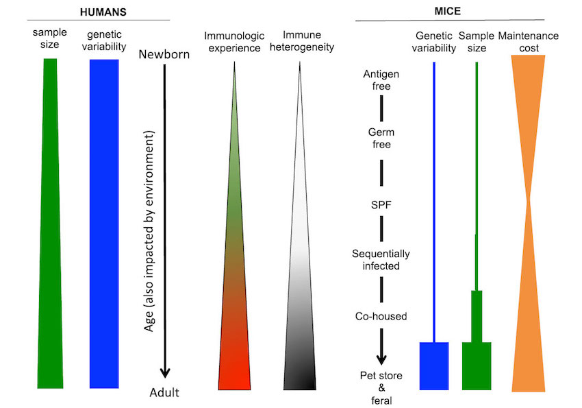 Are Dirty Mice Superior Immunology Models?