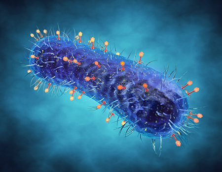 Phage therapy as an alternative to antibiotics