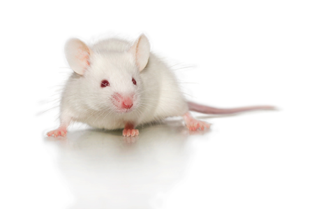 Transgenic hACE2 mice for SARS-CoV-2 and COVID-19