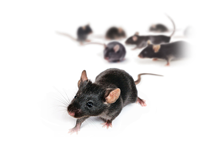 Methods of Animal Model Identification