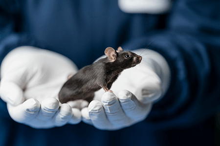 Black mouse being held by lab specialist