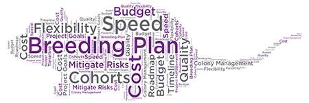 mouse model breeding plan word cloud