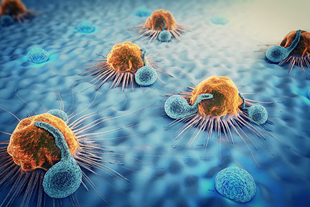 cancer cells and lymphocytes