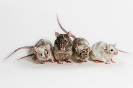 Generation of Genetically Engineered Mouse Models that are Susceptible to Human Viruses