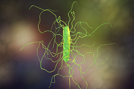 LEM1 C. difficile Strain Prevents Pathogenic Infection