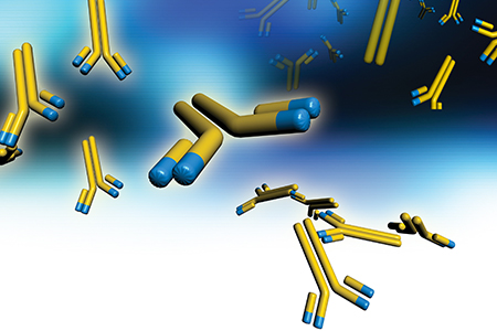 Commensal Microbes May Initiate and Drive Immune Responses in Lupus