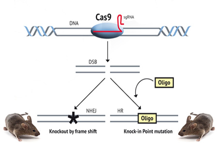 crispr and how it works