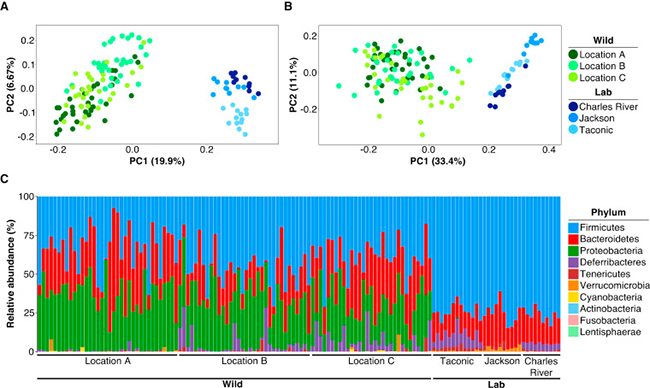 The Laboratory Mouse Bacterial Gut Microbiome from Commercial Vendors Is Significantly Different from that of Their Wild Living Kin