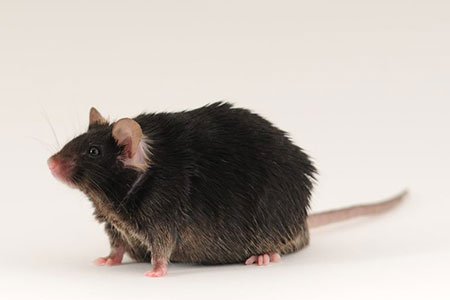 The Classic Diet-Induced Obese Mouse Model is Still Enabling Breakthroughs in Drug Discovery for Metabolic Diseases