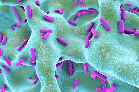 The Effect of Gut Bacteria on Bone Health Cannot be Generalized