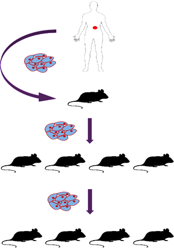 How a pdx model is established in transgenic mice