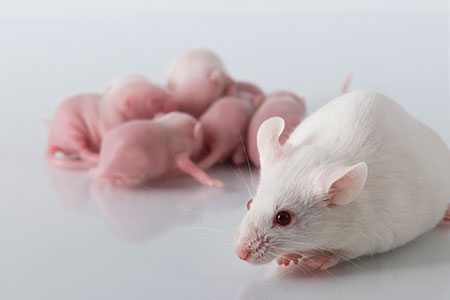 Experimental Impacts of Stress and Microbiome