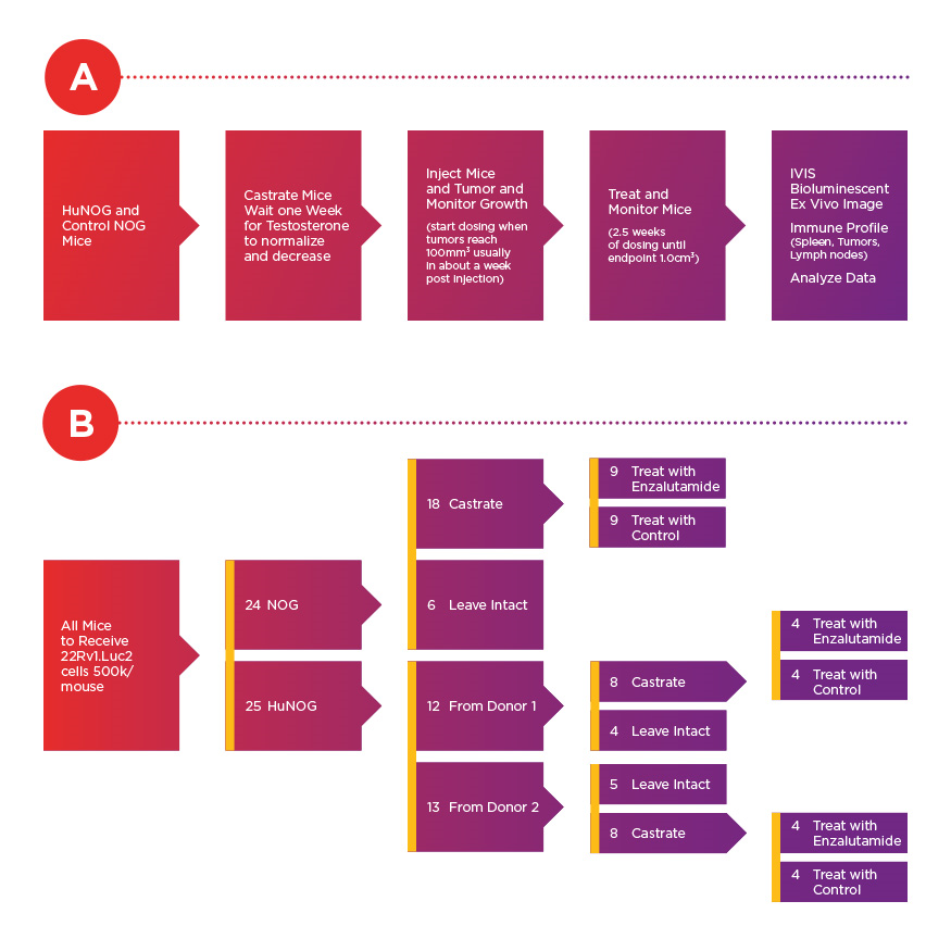 Experimental timeline (A) and conditions (B) for assessment of 22Rv1.luc2 xenografts cells. According to Dr. Steve Kregel, 22Rv1 cells are among the most aggressive prostate cancer cell lines in vivo that still have androgen receptor expression.