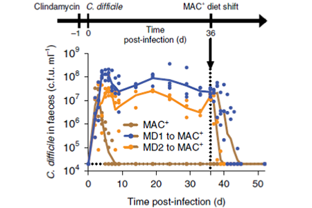 Feed Your Gut Microbiota for Improved Health