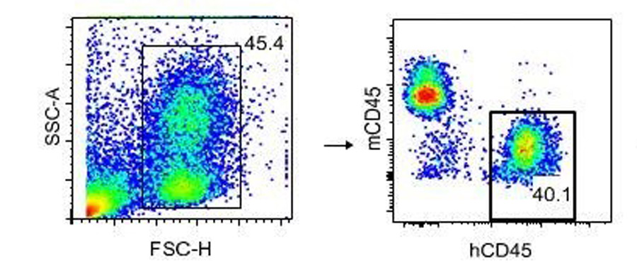 flow cytometry analysis