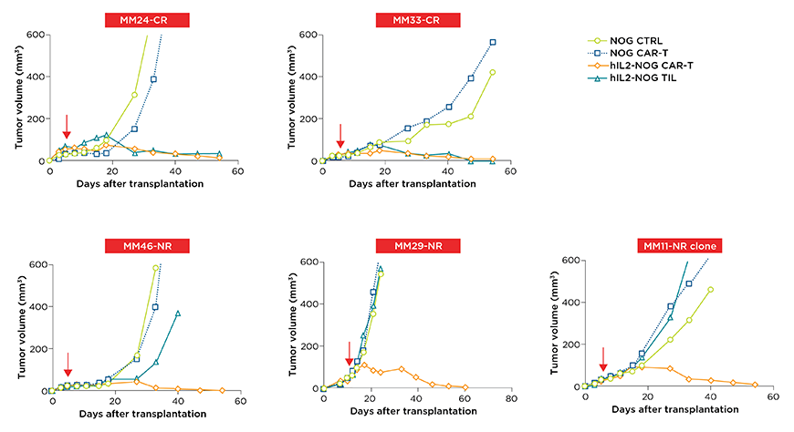 Patient screened cutaneous melanoma PDXs respond to HER2-CAR T therapy in the hIL-2 NOG regardless of whether or not they were clinically resistant to adoptive cell therapy (ACT) of tumor infiltrating T lymphocytes (TILs)