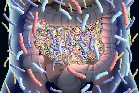 Gut Microbes