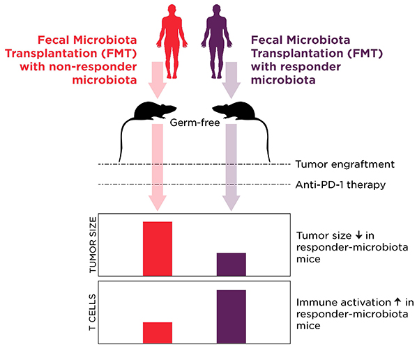 Gut Microbiome and the Efficacy of Cancer Immunotherapy
