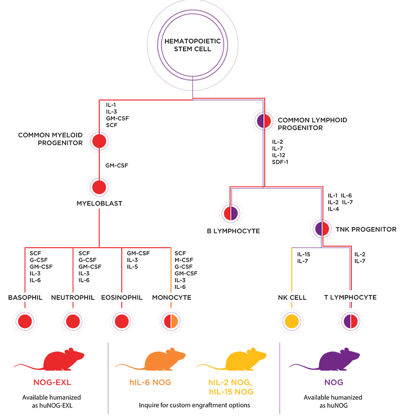 Hematopoiesis and Human Immune System Engrafted Mice