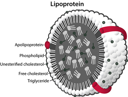 Lipoprotein section