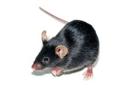 Accelerating Parkinson's Disease Research Through Strategic Partnerships