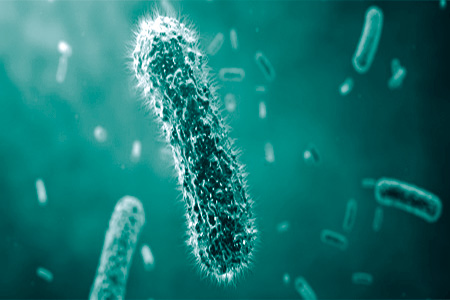 Microbiome Bacteria