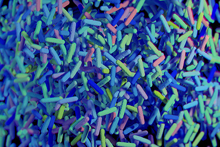 Microbiome Gut