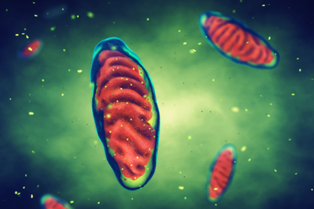 Mitochondrial DNA and Cellular Metabolism