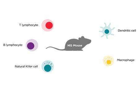 Myeloid Cells in Humanized Mice and Cancer Immunotherapy