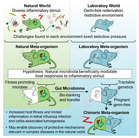 Transferring the Wild Mouse Microbiome via FMT