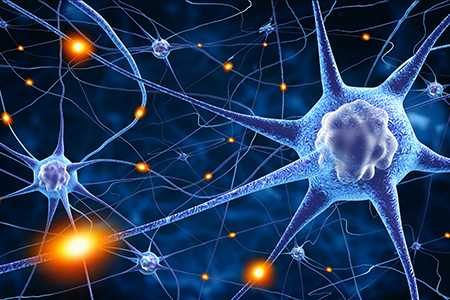 Animal Models and the Question of Adult Neurogenesis