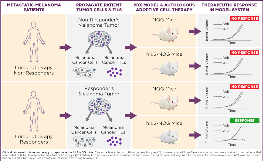 Novel Humanized Mouse Model Mirrors Patient Responses to Immunotherapy