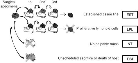 Analysis of the outcome of transplanted human tumor tissues.