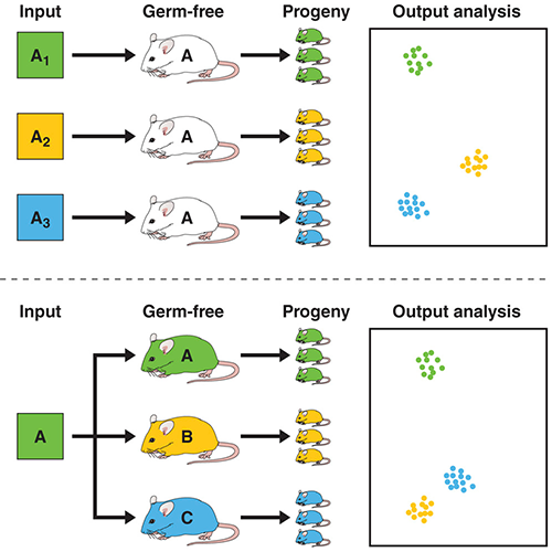 Polymorphic Immune Mechanisms Regulate Commensal Repertoire