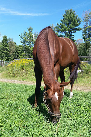 Probiotics and Animal Health