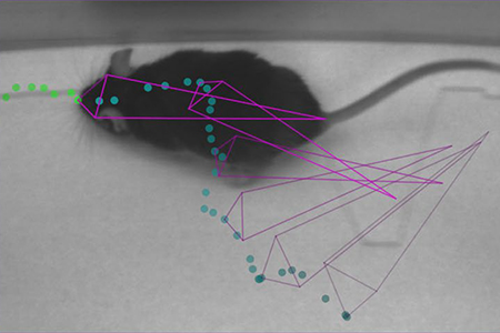 A Deep Dive into AI-based Animal Body Part Detection