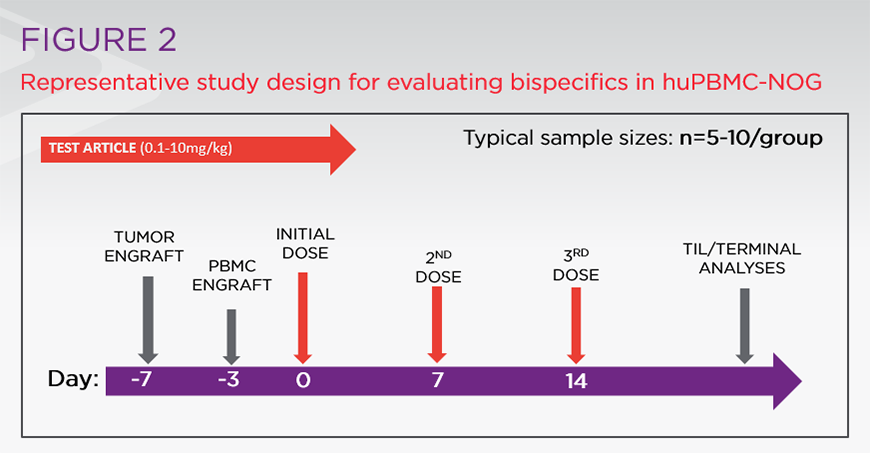Representative study design for evaluating bispecifics in huPBMC-NOG Representative study design for evaluating bispecifics in huPBMC-NOG