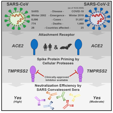 S protein of the SARS-CoV-2 binding