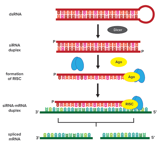 RNA interference